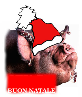 maiale con il piercing natalizio